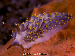 Trichesia yamasui in Bali.  Notice the "eye spot" in the ... by Richard Witmer 